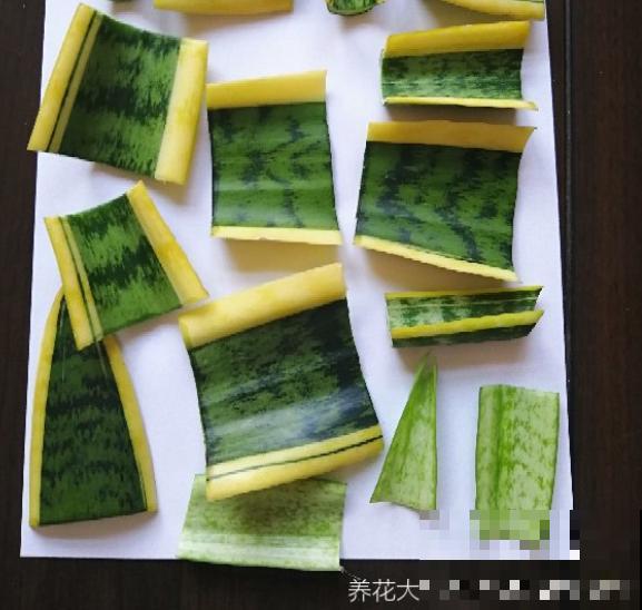 虎皮兰不用买，摘片叶子插土里，呼呼长爆一大盆！