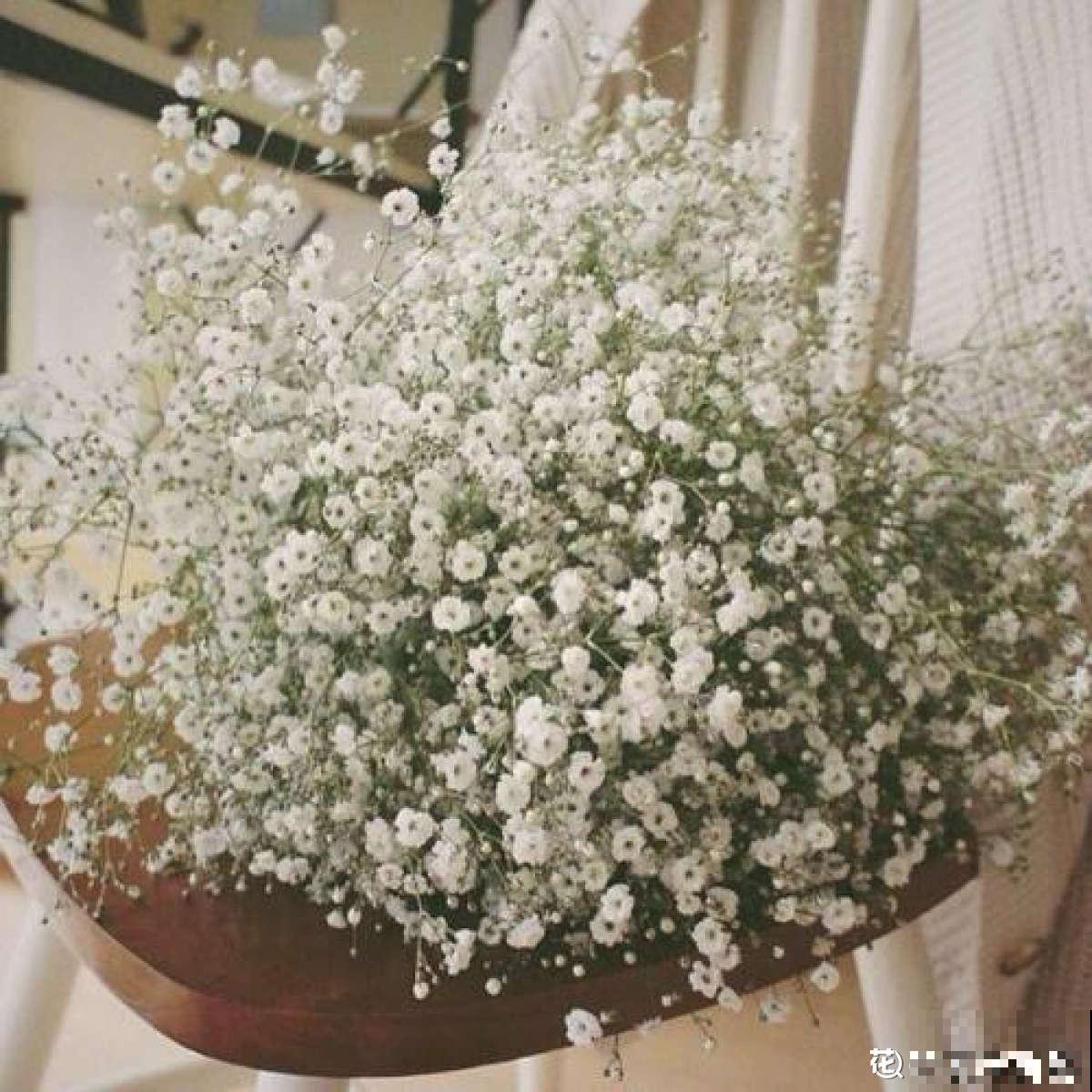 最难养的小草花，就得剃头虐一虐，才能开成大花球！