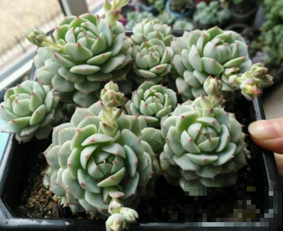 4种花堪称“夏必死”，怕热又怕涝，现在不适合买！