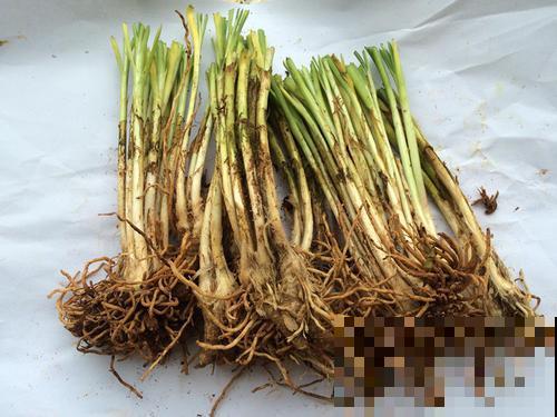 韭黄在家也能种，不用去菜市场买，有这小东西就行！