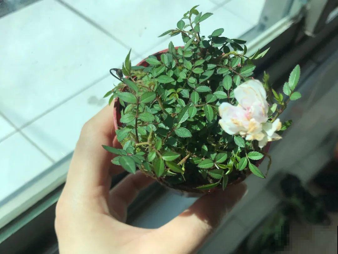 君子兰越小越值钱，养了4年，只有硬币大！