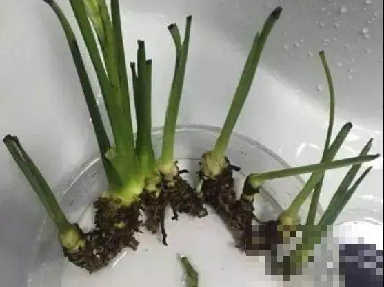 天热了，8种花不能乱浇水，小心浇完就死！