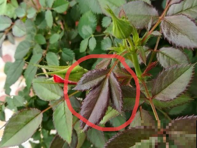 花的这个位置，千万别修剪，否则白养大半年！