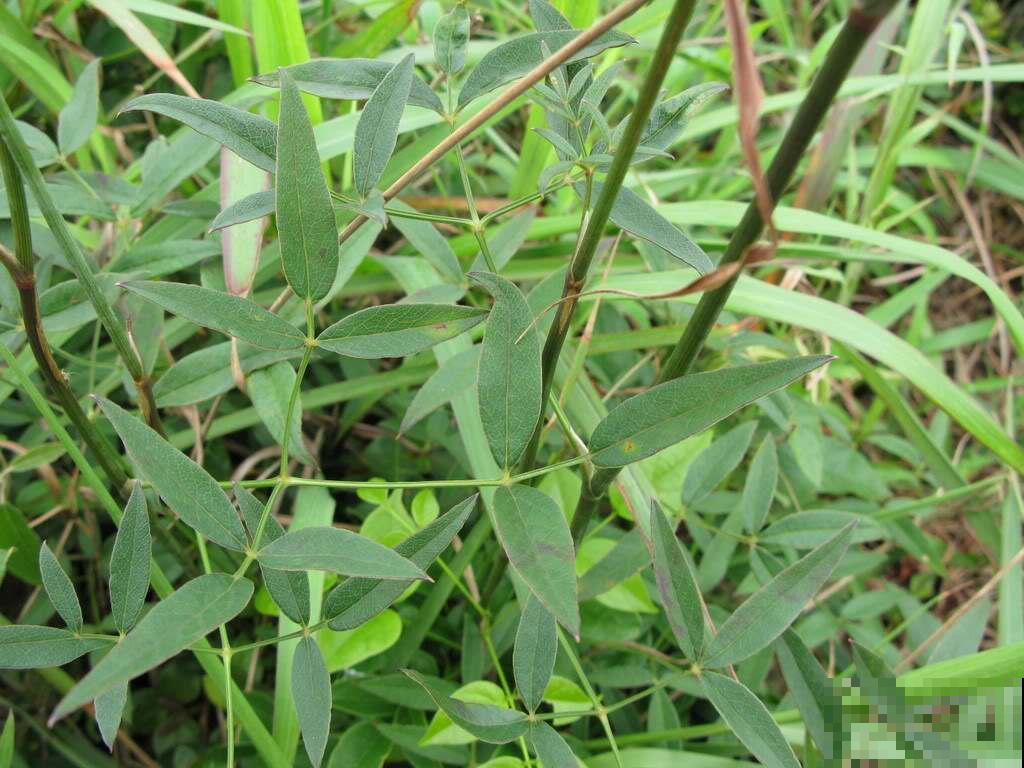 名字叫做隔山香，却因为根系像鸡爪而出名，据说市价很贵！