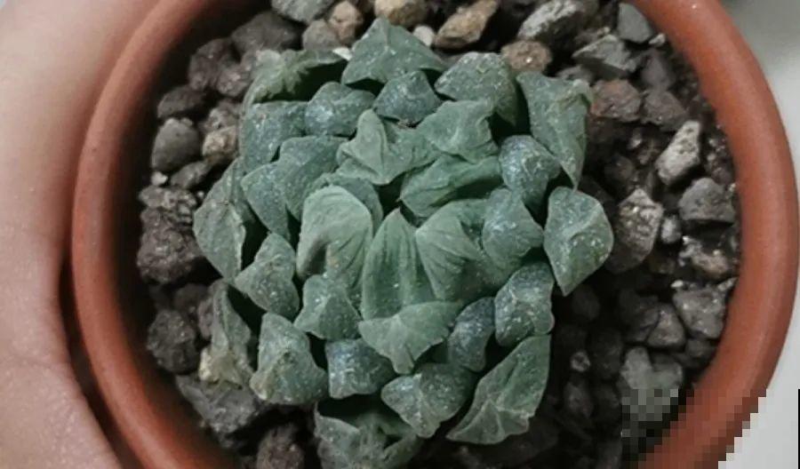 15种花超好活，掰个叉丢水里，自己发芽开出花！