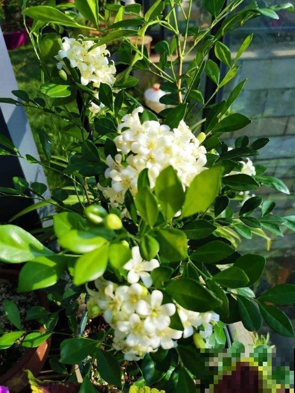 九里香实在是太香了，养在阳台楼下都能闻到，春风一吹更不得了！