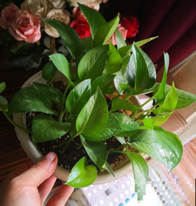 养绣球真赚了，枝条剁8段，每根都能活！