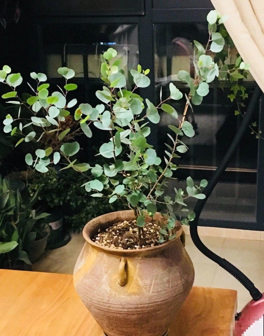 有品位的人，都爱这10种花，养一盆特有面子！