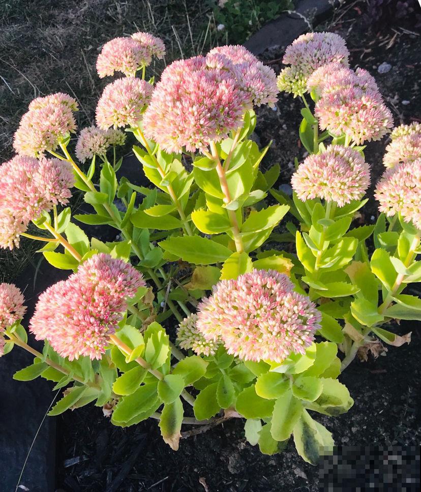 想要养皮实花，就养八宝景天，耐旱耐盐碱，开花就成大花球