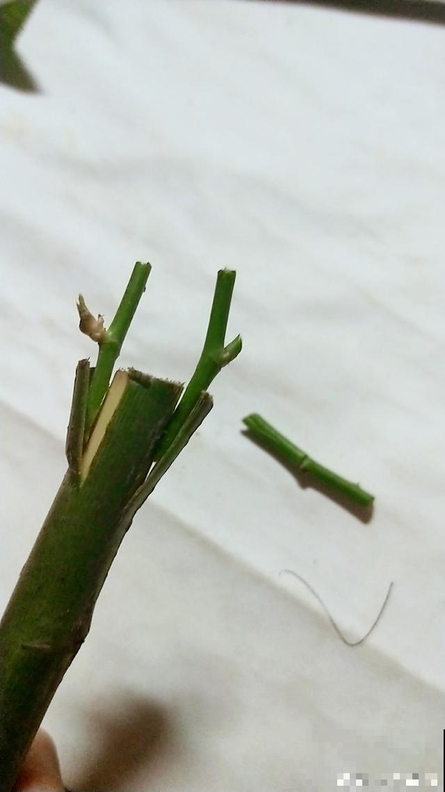 普通的月季苗，他养2年，变成一棵大花树，咋做到的？