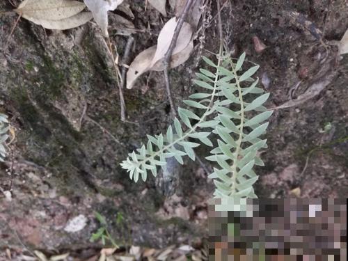 野山上长的野草，还有大价值，很多药店都高价回收！