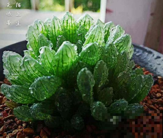 玉露长得晶莹剔透，叶子似碧玉，原来全靠闷养，一个塑料瓶解决！