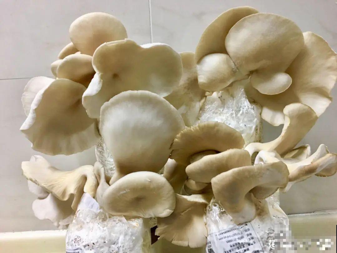 10种菜，阳台就能养，蹭蹭长满一盆，都快吃不了了