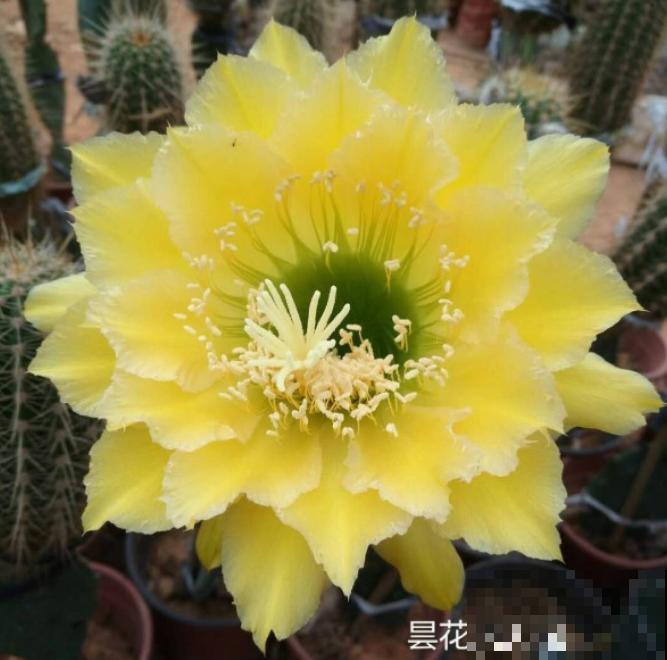 这花一年只开一次，一次只开一天，花朵却比牡丹还惊艳！