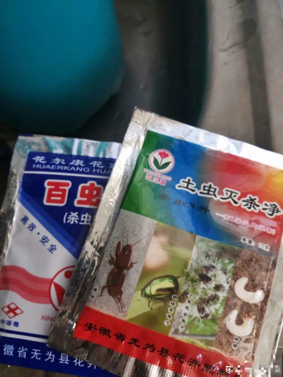 春天各种虫害来袭，花叶都要被吃没，教你新方法来杀虫！
