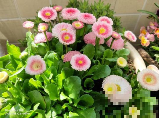 她在墙上、窗台挂了99盆花，齐齐开成大花球，路过的都惊叹！
