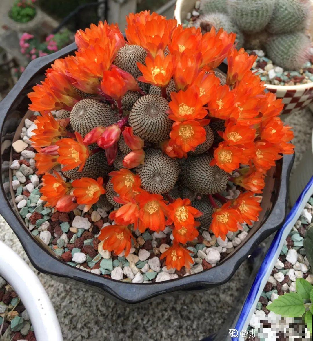 10种耐旱植物，平时少浇水，开花更准时！