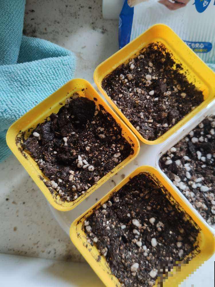 想要养好花，3个方面要注意，不然花都死翘翘