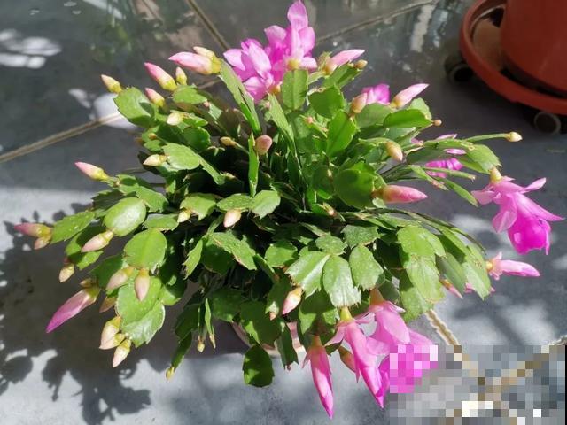 家里养盆虎皮兰，小花盆、挤着养，疯狂开花爆小崽！