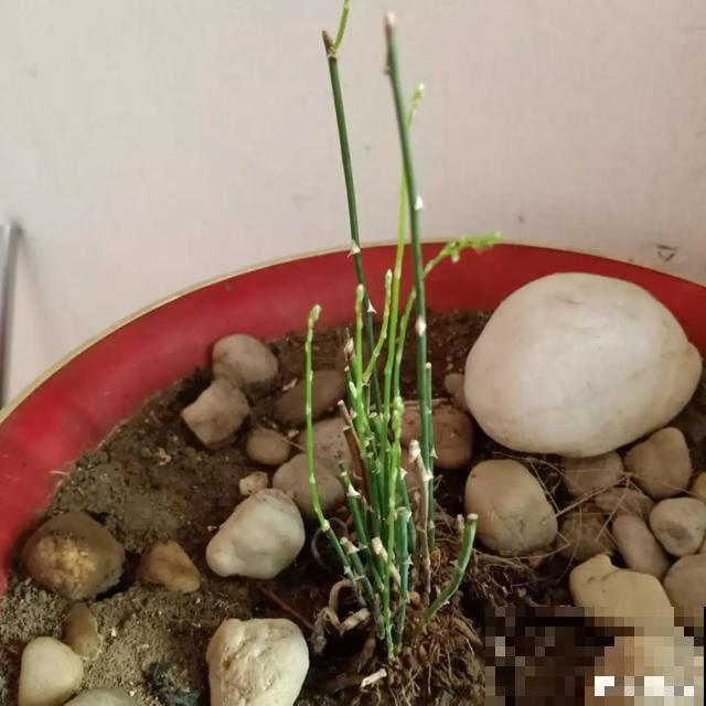 嫌花长得丑，趁现在砍头，满盆都是新叶子！