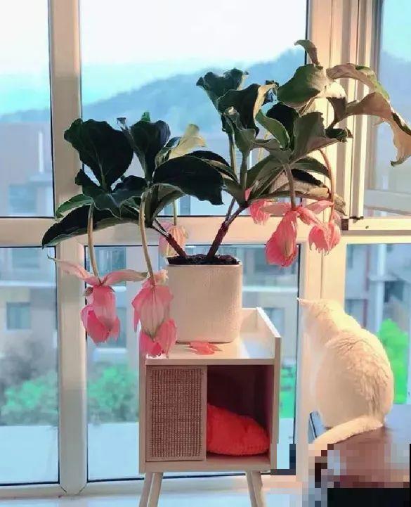 客厅养盆“贵妇花”，耐阴开花200天，特有气质！