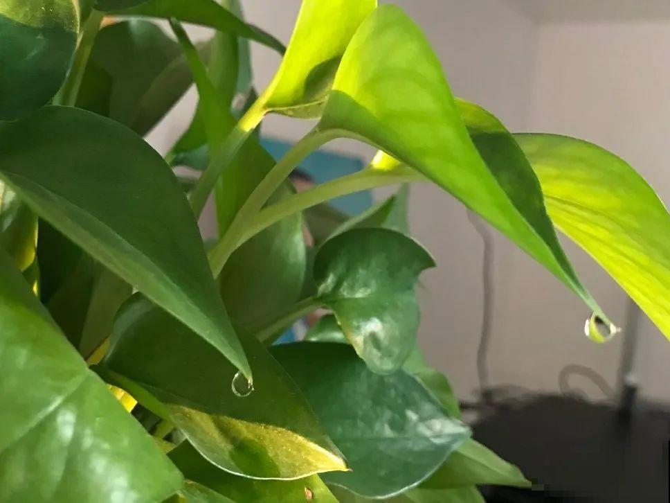 花叶子噗噗冒水珠，恭喜你，把花养灵了！