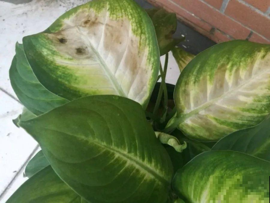 10种花，春天不能晒，躲屋里最安全！