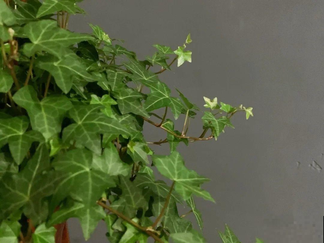 居家养花有讲究，一间房养一盆，干净又养人