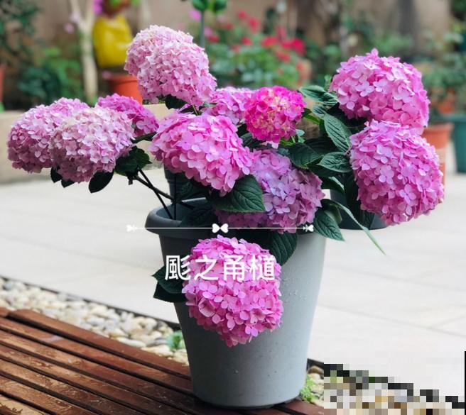 最怕晒的5种花，北阳台才能养好看，开花又大又艳！