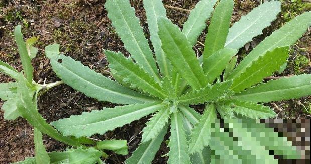 农村常见的刺儿菜，竟然还有这种大用处，后悔没早点采回家
