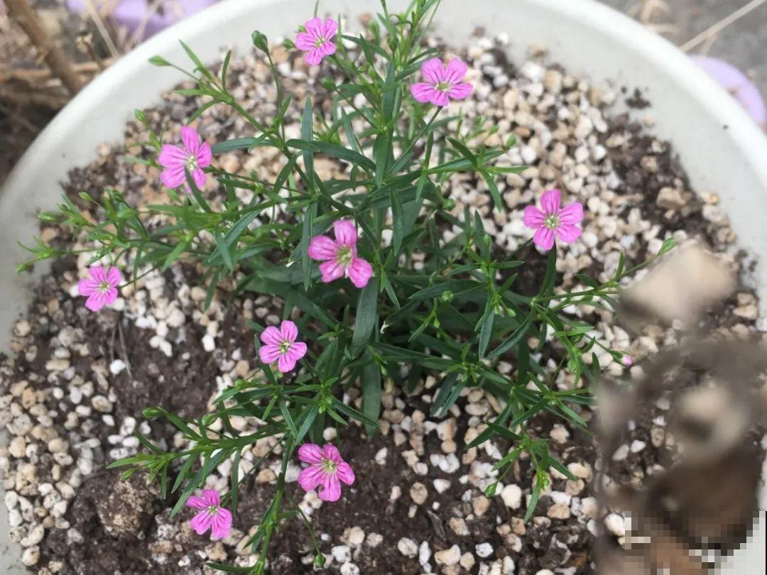 8种花不用扦插，开完花等1个月，一盆能生几十盆！