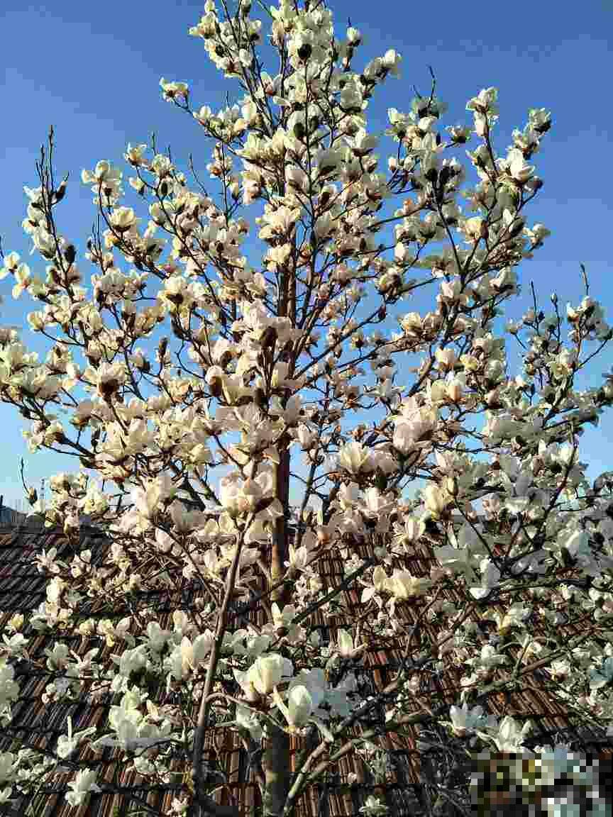 代表春天味道的5种花，每一种都是小时候的记忆，你吃过哪些？