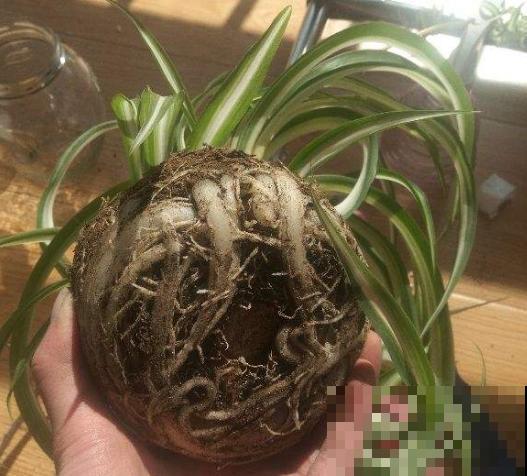 蛋壳最适合养2种花，直接碾碎就能用，大白根又粗又壮！
