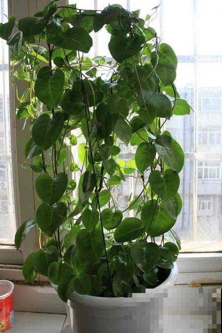 房前屋后看见它，赶紧连根拔掉，小心爬满整个房子！