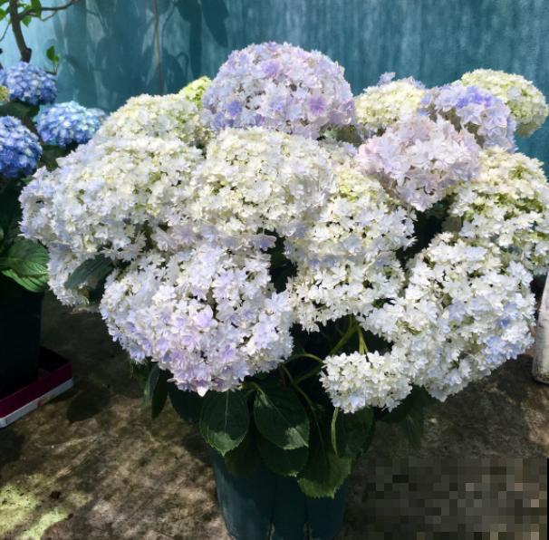最怕晒的5种花，北阳台才能养好看，开花又大又艳！
