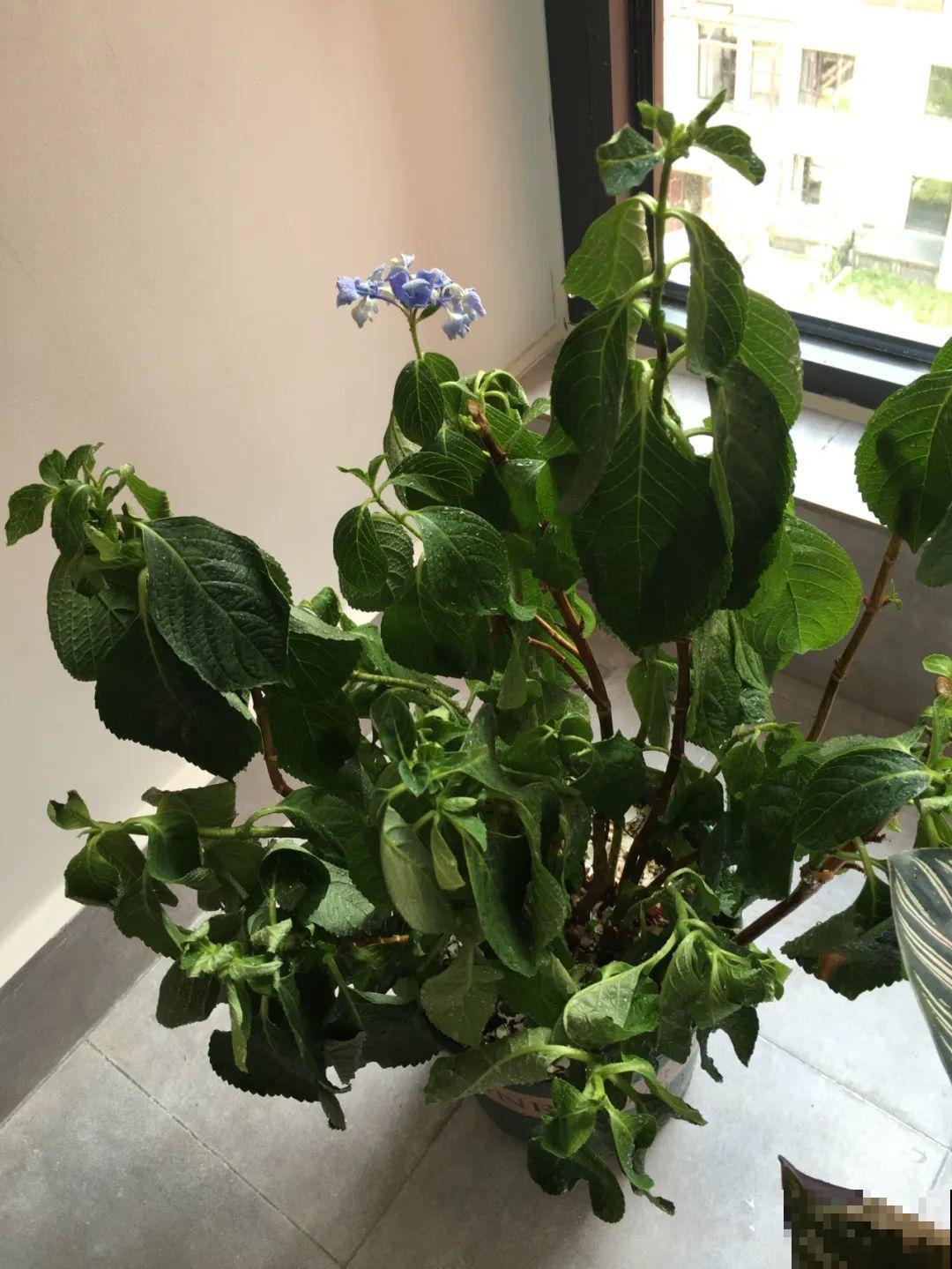 5种花别乱浇水，浇错了，花黄叶又烂根