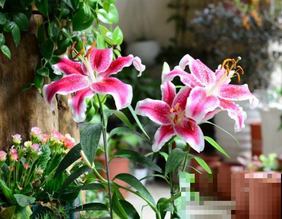 你的生日，对应的是哪种花，都进来看看吧！（下）