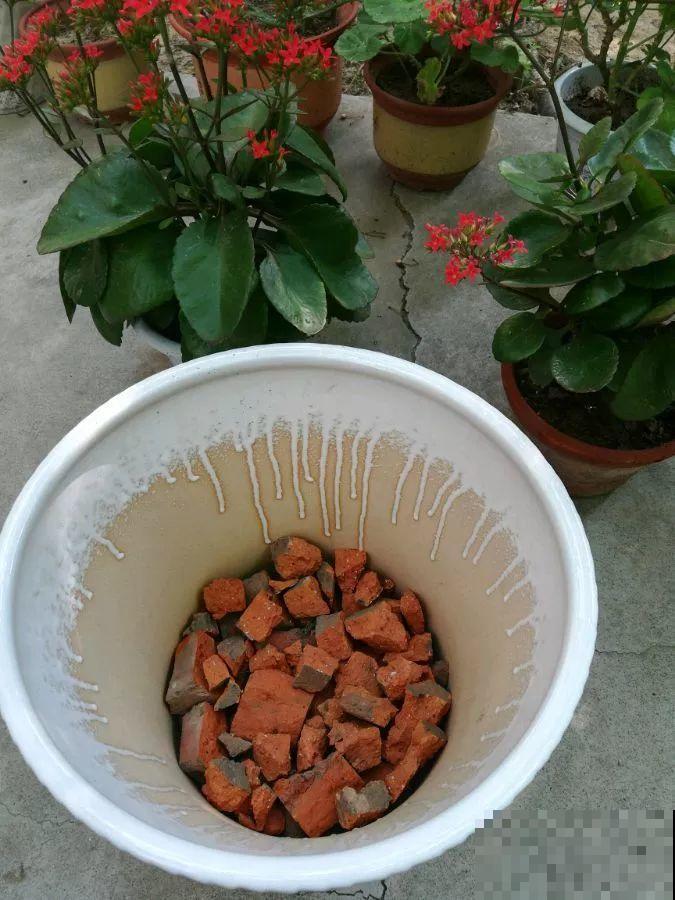 换盆的最佳时机到了，换完花儿就疯长，错过会后悔！