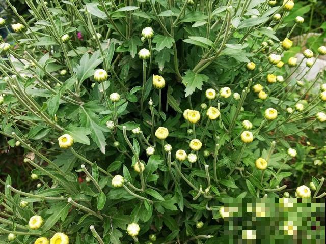 人养花，花也养人，9种花能治病，连医生也爱养！