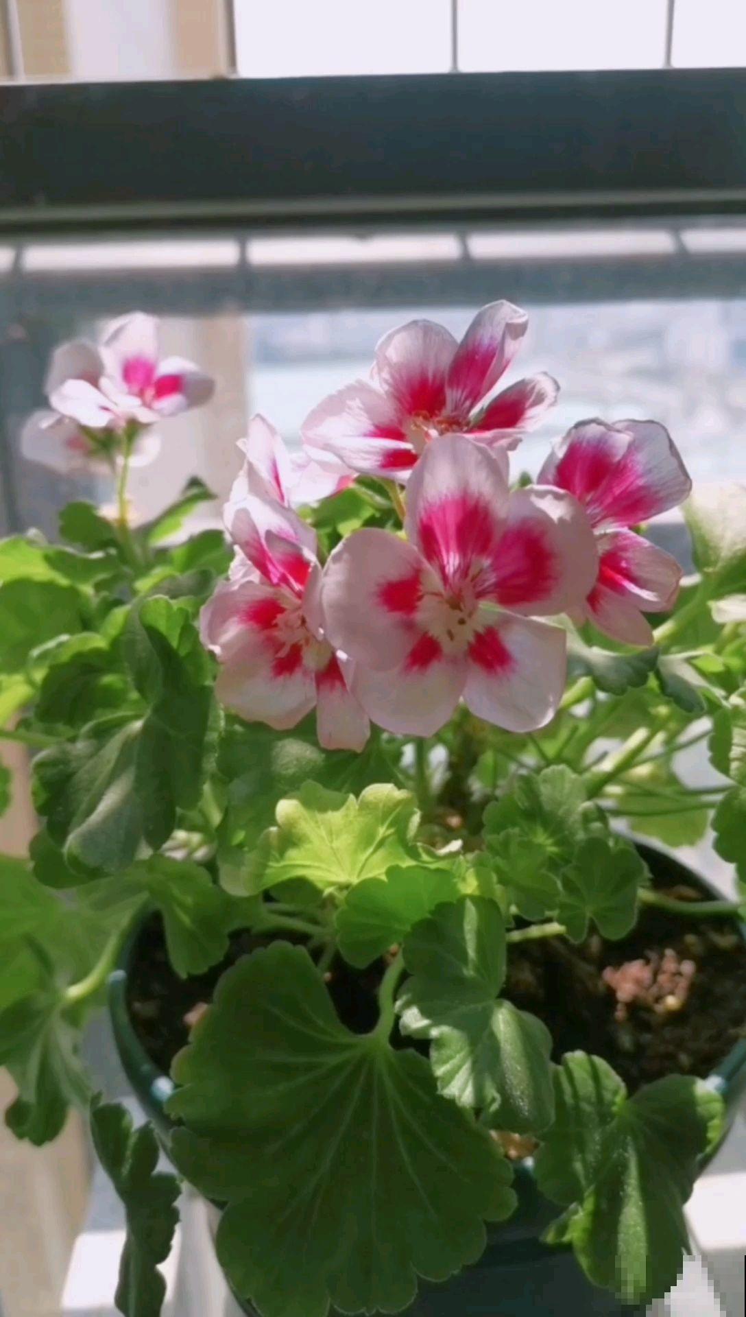 天竺葵熬不过夏季？就是因为春天没干2件事，现在做还来得及！