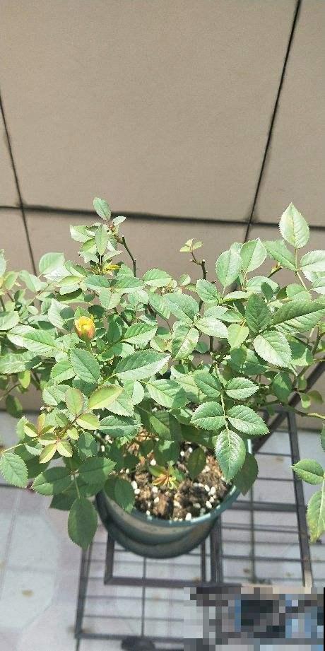 这种月季最好养，一年四季都开花，还不占地方
