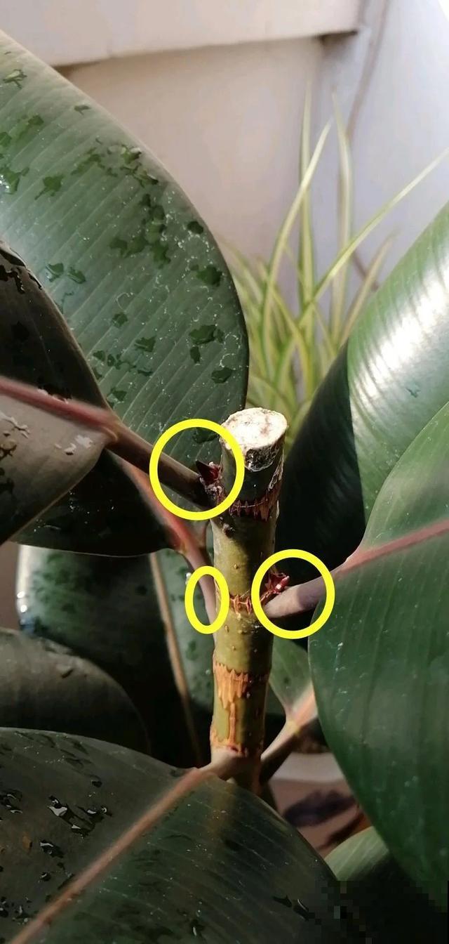 3种树，每月砍1刀，呼呼疯狂冒新芽！