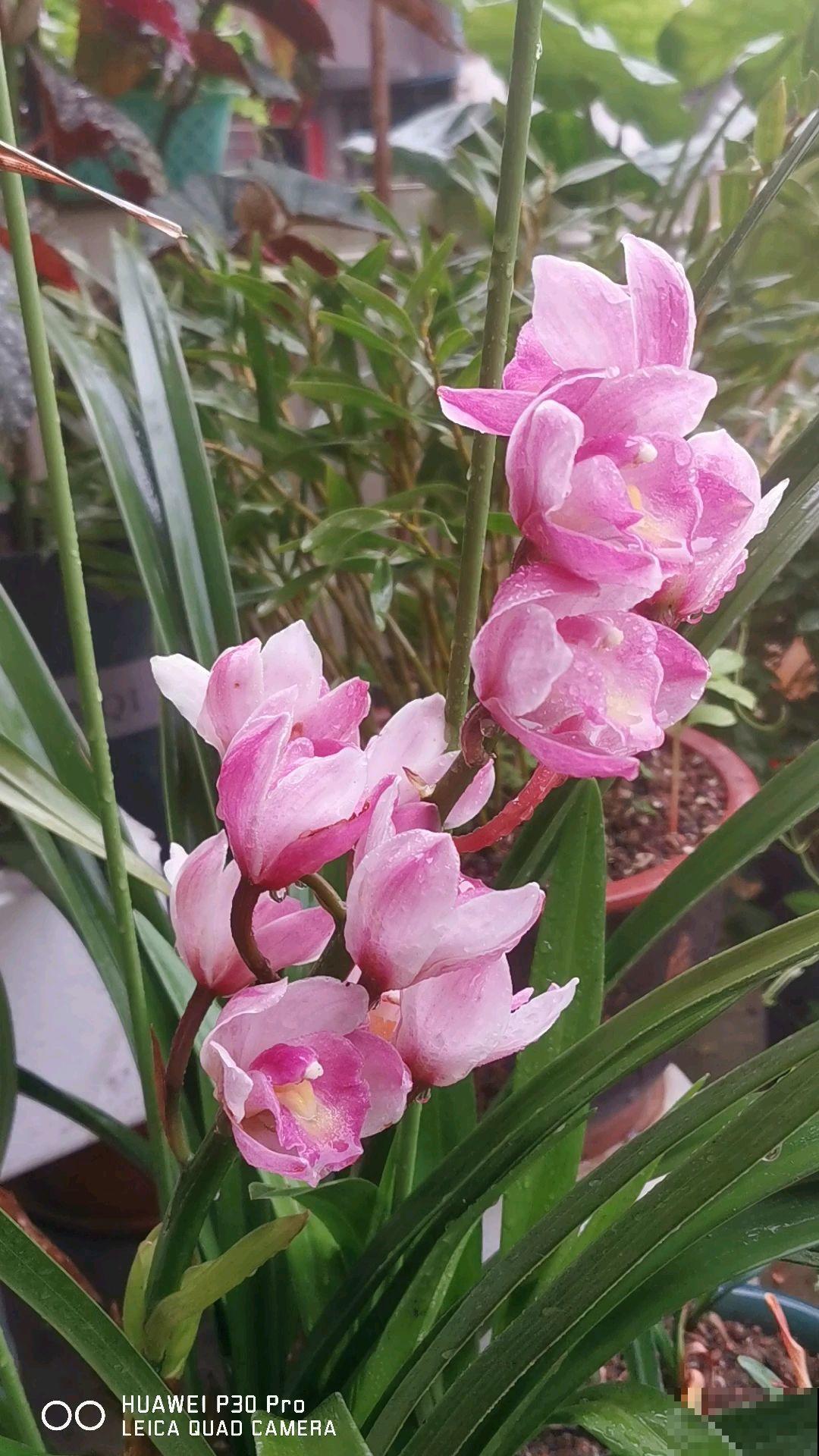 最皮实的一种兰花，叶子壮得像韭菜，新手也能养开花！