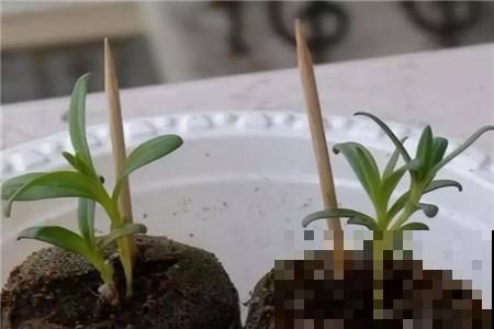 浇水前多1个小动作，花再也不烂根，多活3、5年没问题！
