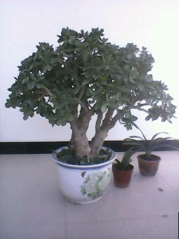 有见过开满花的玉树吗？原来养护这么重要，半月就能看到花蕾