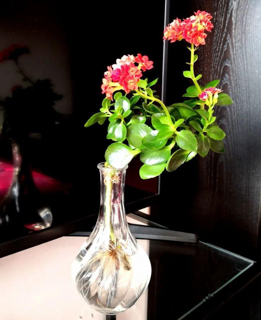 15种花超好活，掰个叉丢水里，自己发芽开出花！