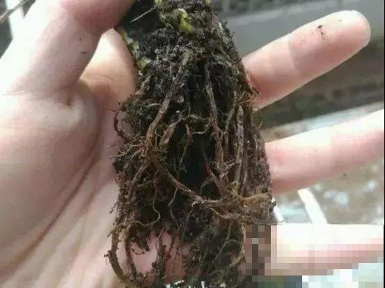 天热了，8种花不能乱浇水，小心浇完就死！