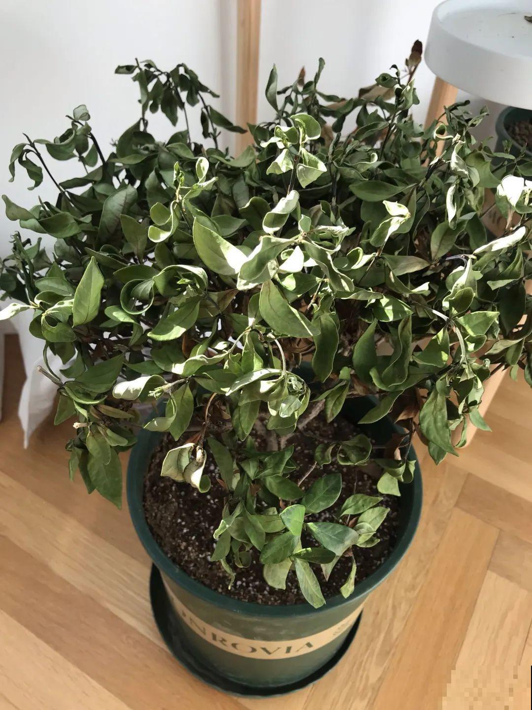 5种花别乱浇水，浇错了，花黄叶又烂根
