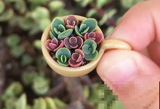 一个茶碗就能养的花，开花精致富贵，摆在窗台上档次！
