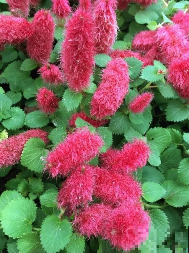 18种小众花，有趣的人都在养，开花绝对惊艳！